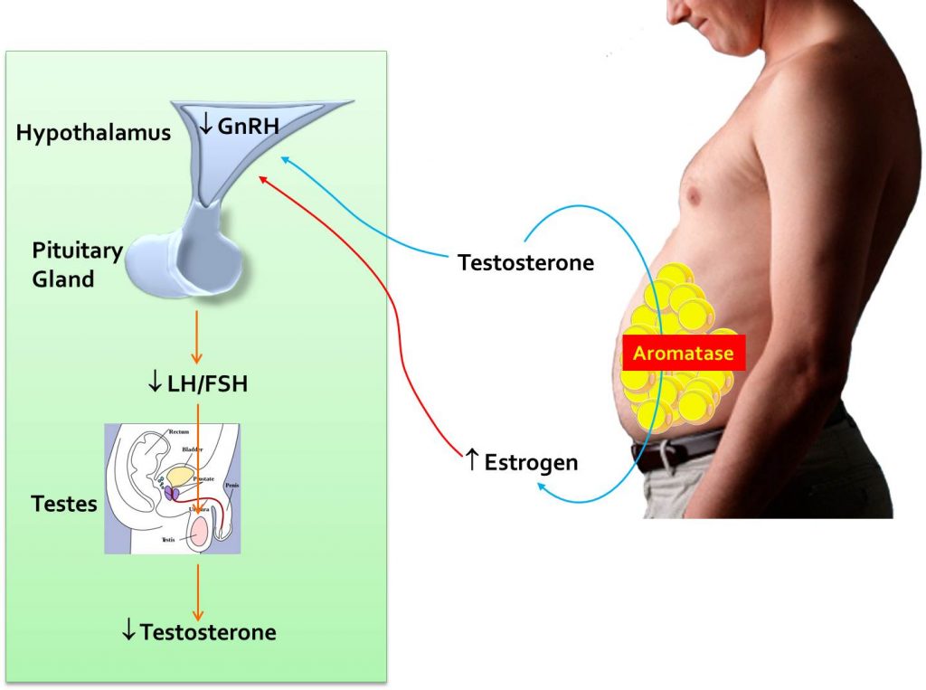 Aromatase enzyme converts testosterone to estradiol (estrogen) in men — diagram showing the conversion pathway
